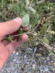 Lonicera subspicata