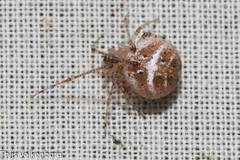 Platnickina nigropunctata