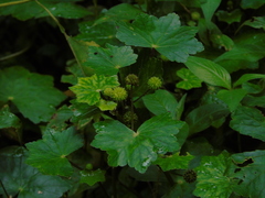 Hydrocotyle javanica