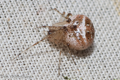 Platnickina nigropunctata