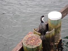 Phalacrocorax fuscescens