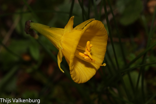 hoop-petticoat daffodil