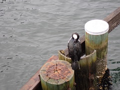 Phalacrocorax fuscescens