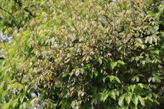 Lardizabalaceae