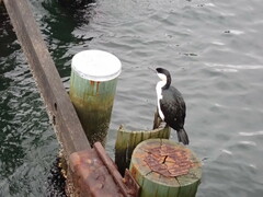 Phalacrocorax fuscescens