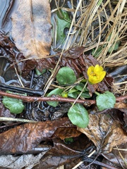 Ficaria verna