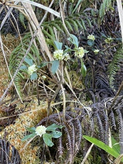 Daphne arisanensis