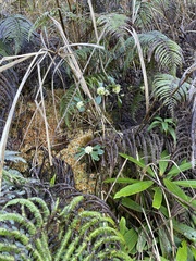 Daphne arisanensis