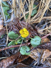 Ficaria verna