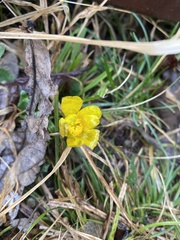Ficaria verna
