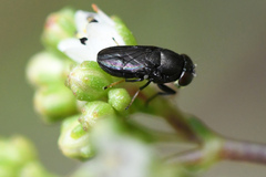 Discomyza