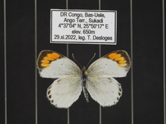 Colotis euippe euippe