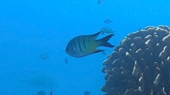 Abudefduf whitleyi