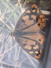 Heteronympha penelope