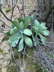 Dudleya pulverulenta