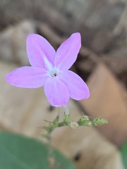 Pseuderanthemum praecox