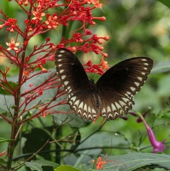 Papilio dravidarum