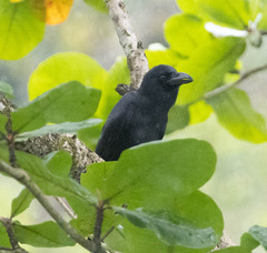 Corvus macrorhynchos culminatus