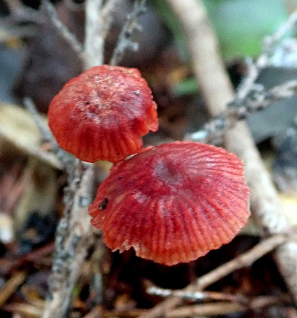 Ruby Bonnot ruby bonnet from Auckland, Waitemata Harbour, Kauri Point (Kendall Bay ...
