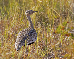 Eupodotis ruficrista