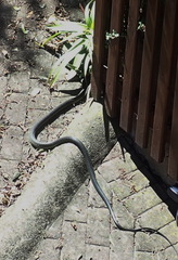 Dispholidus typus typus