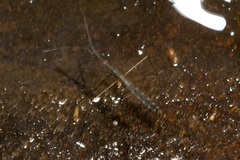 Hydrometra stagnorum