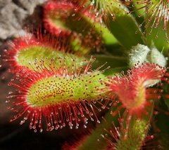 Drosera esterhuyseniae