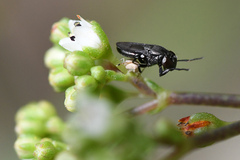 Discomyza
