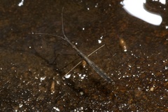 Hydrometra stagnorum