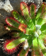 Drosera esterhuyseniae