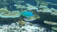 Chromis atripectoralis
