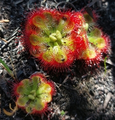 Drosera xerophila