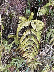 Dryopteris formosana