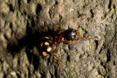 Dolichoderus quadripunctatus