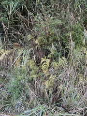 Dryopteris formosana