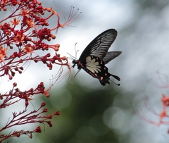 Pachliopta pandiyana