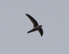 Aerodramus unicolor