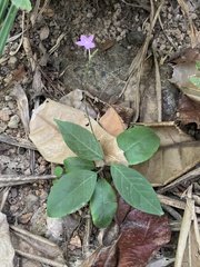 Pseuderanthemum praecox