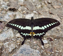 Papilio liomedon