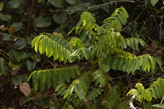 Dysoxylum mollissimum