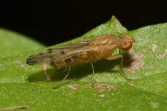 Opomyza florum