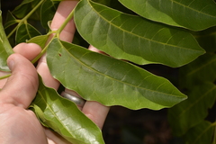 Dysoxylum mollissimum