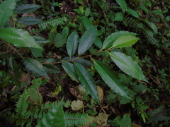 Ardisia