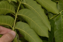 Dysoxylum mollissimum