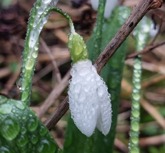Galanthus woronowii