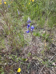 Lupinus bicolor