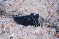 Coriocella nigra