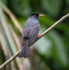 Hypsipetes ganeesa
