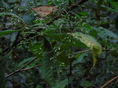 Strobocalyx arborea