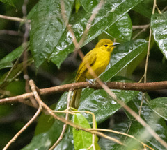Iole indica
